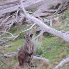 Osphranter robustus robustus at Tuggeranong DC, ACT - 29 Sep 2014