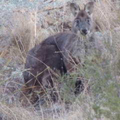 Osphranter robustus robustus (Eastern Wallaroo) at Tennent, ACT - 13 Aug 2015 by MichaelBedingfield