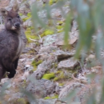 Osphranter robustus robustus (Eastern Wallaroo) at Rob Roy Range - 18 Aug 2014 by MichaelBedingfield