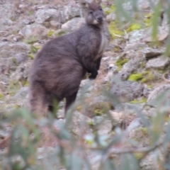 Osphranter robustus robustus at Conder, ACT - 18 Aug 2014