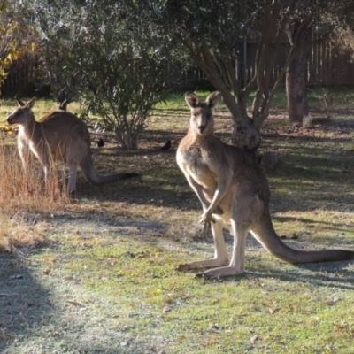 Macropus giganteus (Eastern Grey Kangaroo) at Conder, ACT - 2 Jun 2015 by MichaelBedingfield