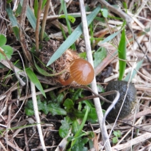 Stropharia sp. at Fadden, ACT - 19 Jun 2016 09:52 AM