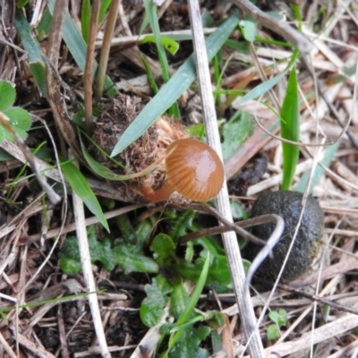 Stropharia sp. (Stropharia) at Wanniassa Hill - 18 Jun 2016 by RyuCallaway