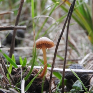 Stropharia sp. at Fadden, ACT - 19 Jun 2016 09:52 AM