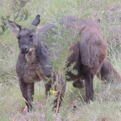 Osphranter robustus robustus (Eastern Wallaroo) at Tennent, ACT - 23 Nov 2014 by michaelb