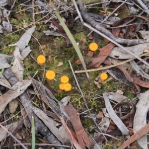 Lichenomphalia chromacea at Canberra Central, ACT - 23 Jun 2016