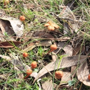 Laccaria sp. at Canberra Central, ACT - 23 Jun 2016 12:00 AM