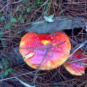 Amanita muscaria at Isaacs, ACT - 20 Jun 2016