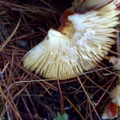 Amanita muscaria at Isaacs, ACT - 20 Jun 2016