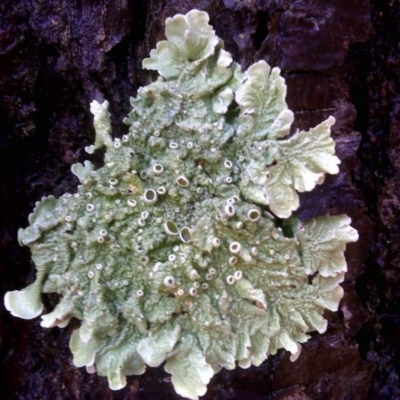 Parmeliaceae (family) (A lichen family) at Isaacs, ACT - 20 Jun 2016 by Mike