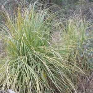 Cortaderia selloana at Jerrabomberra, ACT - 24 Jun 2016 03:01 PM