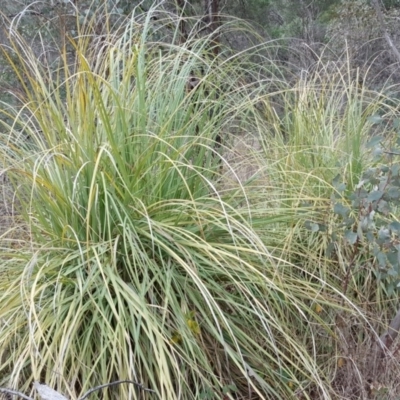 Cortaderia selloana (Pampas Grass) at Jerrabomberra, ACT - 24 Jun 2016 by Mike