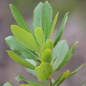 Arbutus unedo at Garran, ACT - 24 Jun 2016