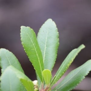 Arbutus unedo at Garran, ACT - 24 Jun 2016