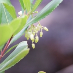 Arbutus unedo at Garran, ACT - 24 Jun 2016 04:14 PM