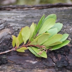 Arbutus unedo at Garran, ACT - 24 Jun 2016