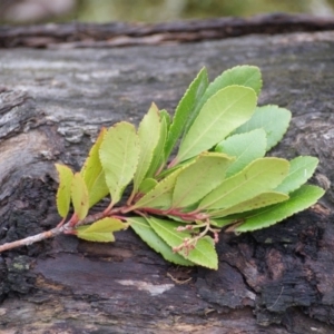 Arbutus unedo at Garran, ACT - 24 Jun 2016 04:14 PM