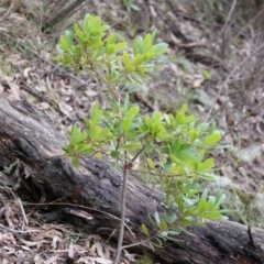 Arbutus unedo at Garran, ACT - 24 Jun 2016