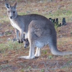 Macropus giganteus (Eastern Grey Kangaroo) at Isaacs, ACT - 24 Jun 2016 by Mike