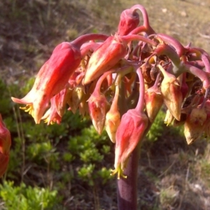 Cotyledon orbiculata at Isaacs, ACT - 24 Jun 2016 02:35 PM