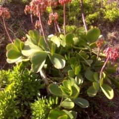 Cotyledon orbiculata at Isaacs, ACT - 24 Jun 2016