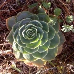 Echeveria sp. at Isaacs, ACT - 24 Jun 2016 by Mike