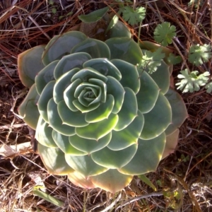 Echeveria sp. at Isaacs, ACT - 24 Jun 2016 02:34 PM