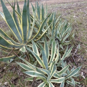 Agave americana at Isaacs Ridge - 24 Jun 2016