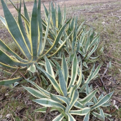 Agave americana (Century Plant) at Isaacs Ridge - 24 Jun 2016 by Mike