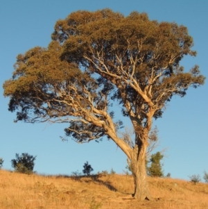 Eucalyptus polyanthemos at Kambah, ACT - 25 Apr 2016 06:34 PM