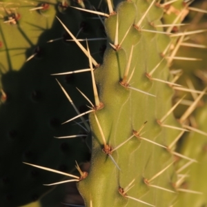 Opuntia stricta at Urambi Hills - 25 Apr 2016 06:43 PM