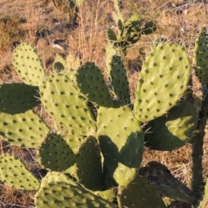 Opuntia stricta at Urambi Hills - 25 Apr 2016 06:43 PM