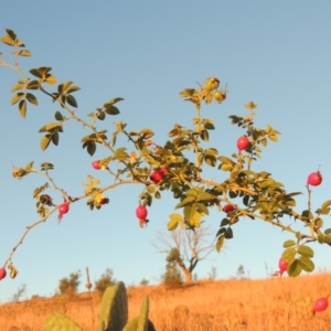 Rosa rubiginosa at Urambi Hills - 25 Apr 2016