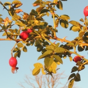 Rosa rubiginosa at Urambi Hills - 25 Apr 2016 06:47 PM