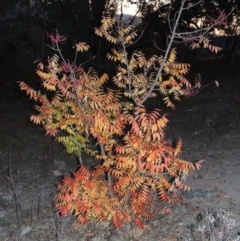 Pistacia chinensis at Urambi Hills - 25 Apr 2016