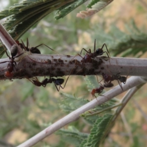 Iridomyrmex purpureus at Red Hill, ACT - 17 Apr 2016