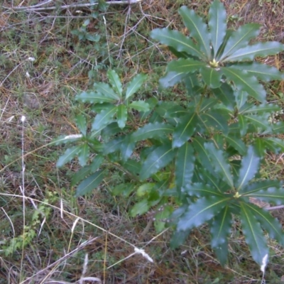 Pittosporum undulatum (Sweet Pittosporum) at Isaacs Ridge - 25 Jun 2016 by Mike