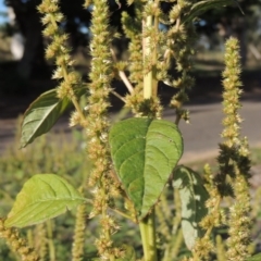 Amaranthus powellii (Powell's Amaranth) at Greenway, ACT - 16 Mar 2016 by MichaelBedingfield