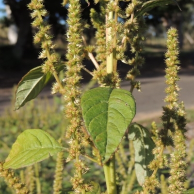 Amaranthus powellii (Powell's Amaranth) at Pine Island to Point Hut - 16 Mar 2016 by michaelb