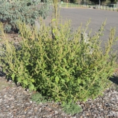 Amaranthus powellii at Greenway, ACT - 16 Mar 2016