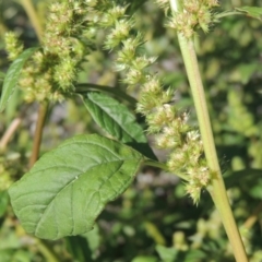 Amaranthus powellii at Greenway, ACT - 16 Mar 2016