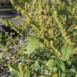 Amaranthus powellii at Greenway, ACT - 16 Mar 2016