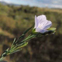 Linum marginale at Greenway, ACT - 16 Mar 2016