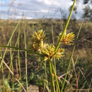 Cyperus eragrostis at Greenway, ACT - 16 Mar 2016