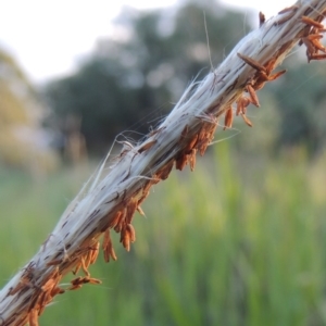 Imperata cylindrica at Greenway, ACT - 16 Mar 2016