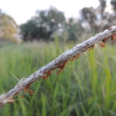 Imperata cylindrica at Greenway, ACT - 16 Mar 2016