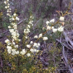 Acacia genistifolia (Early Wattle) at Yarralumla, ACT - 26 Jun 2016 by Ratcliffe