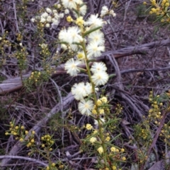 Acacia genistifolia at Yarralumla, ACT - 26 Jun 2016 10:45 AM