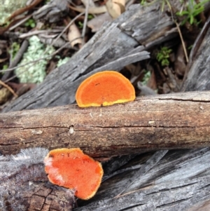 Trametes coccinea at Yarralumla, ACT - 26 Jun 2016