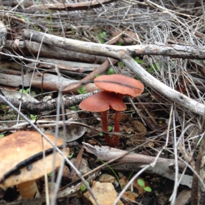 Laccaria sp. (Laccaria) at Yarralumla, ACT - 26 Jun 2016 by Ratcliffe